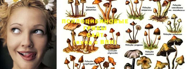 Псилоцибиновые грибы Magic Shrooms  Кадников 